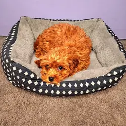 Adorable Cavapoo Puppies–Chicago/Indy Delivery