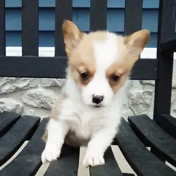 Akc pembroke corgi female
