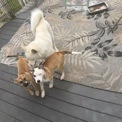Staffordshire Terrier/Husky puppies