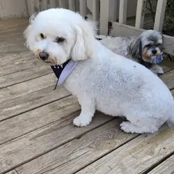 Poodle mix