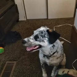 Sassy, Australian Cattle Dog (1yr)