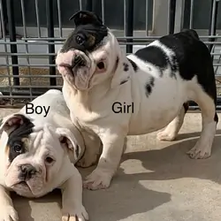 English bulldog puppies