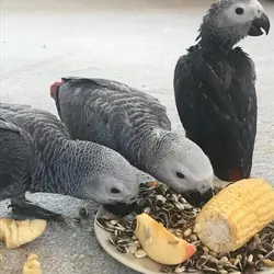 Talking African grey Parrots Available