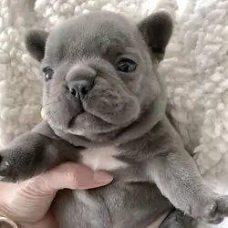 French bulldog puppies for adoption