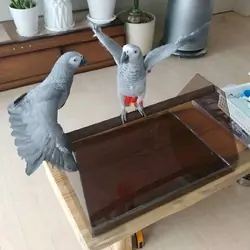 African grey Parrots for adoption