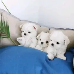 Gorgeous Maltese puppies ready now