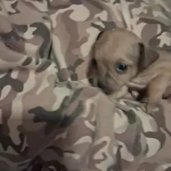Chi-weenie up for discussion