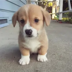 Friendly corgi puppies for adoption