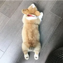 Friendly corgi puppies for adoption