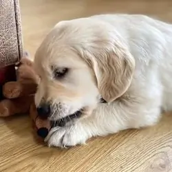 Golden Retriever puppies Available
