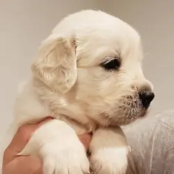 Golden Retriever puppies for adoption