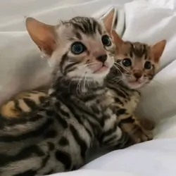 Male and female Bengal kittens for adoption