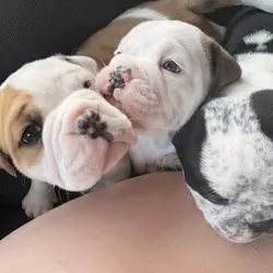 Old English bully