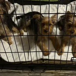 Beautiful Yorkshire Terrier Puppy