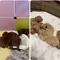 poodles image