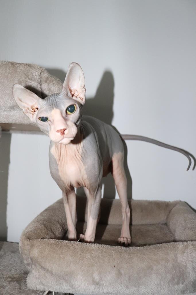 DON sphynx Aphrodite image 1