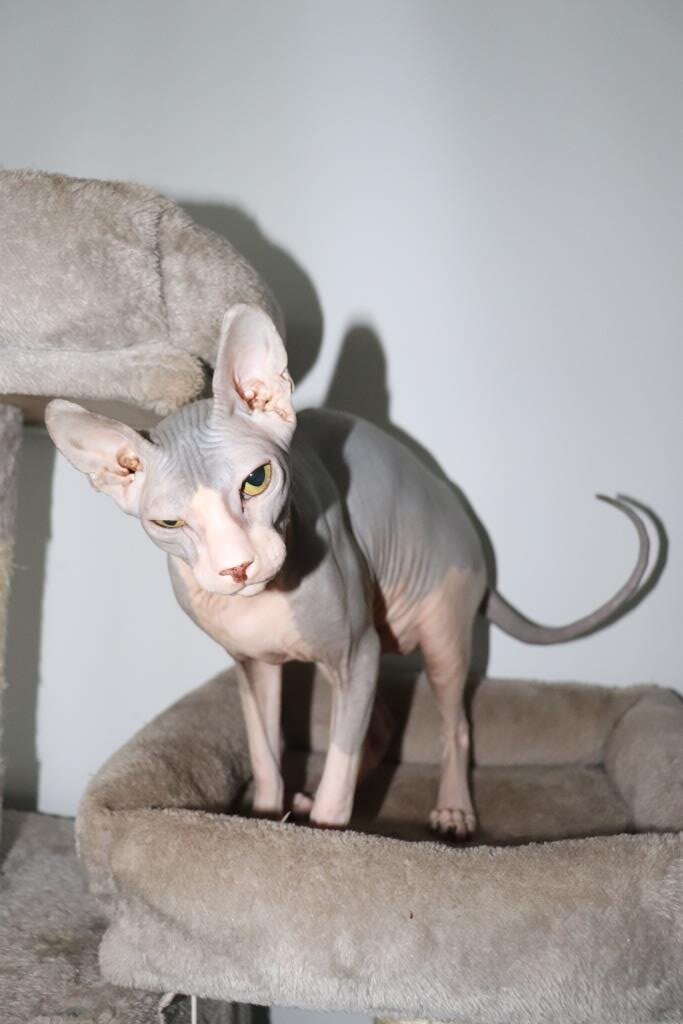 DON sphynx Aphrodite image 2