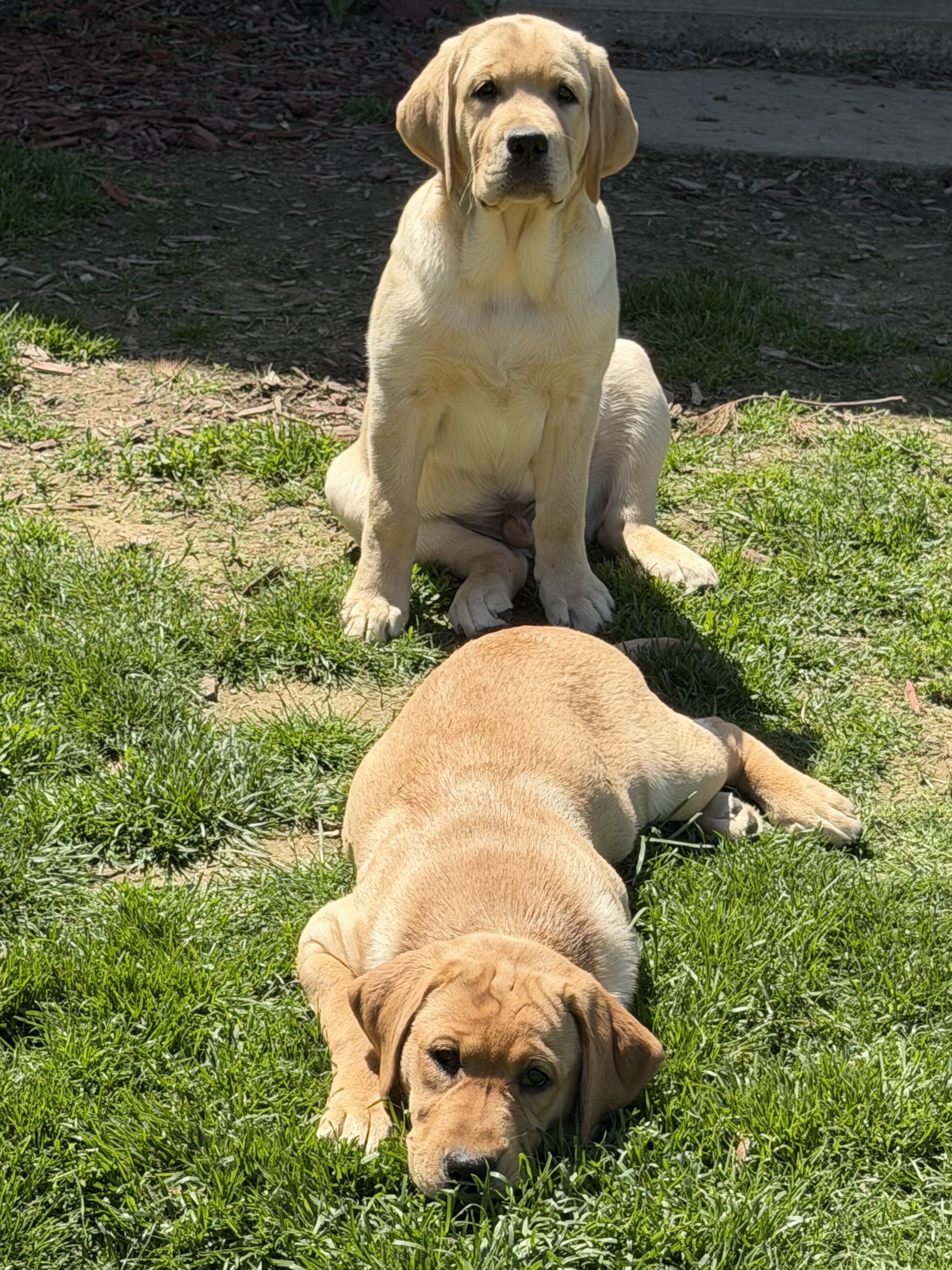 Labrador retriever puppies image 2