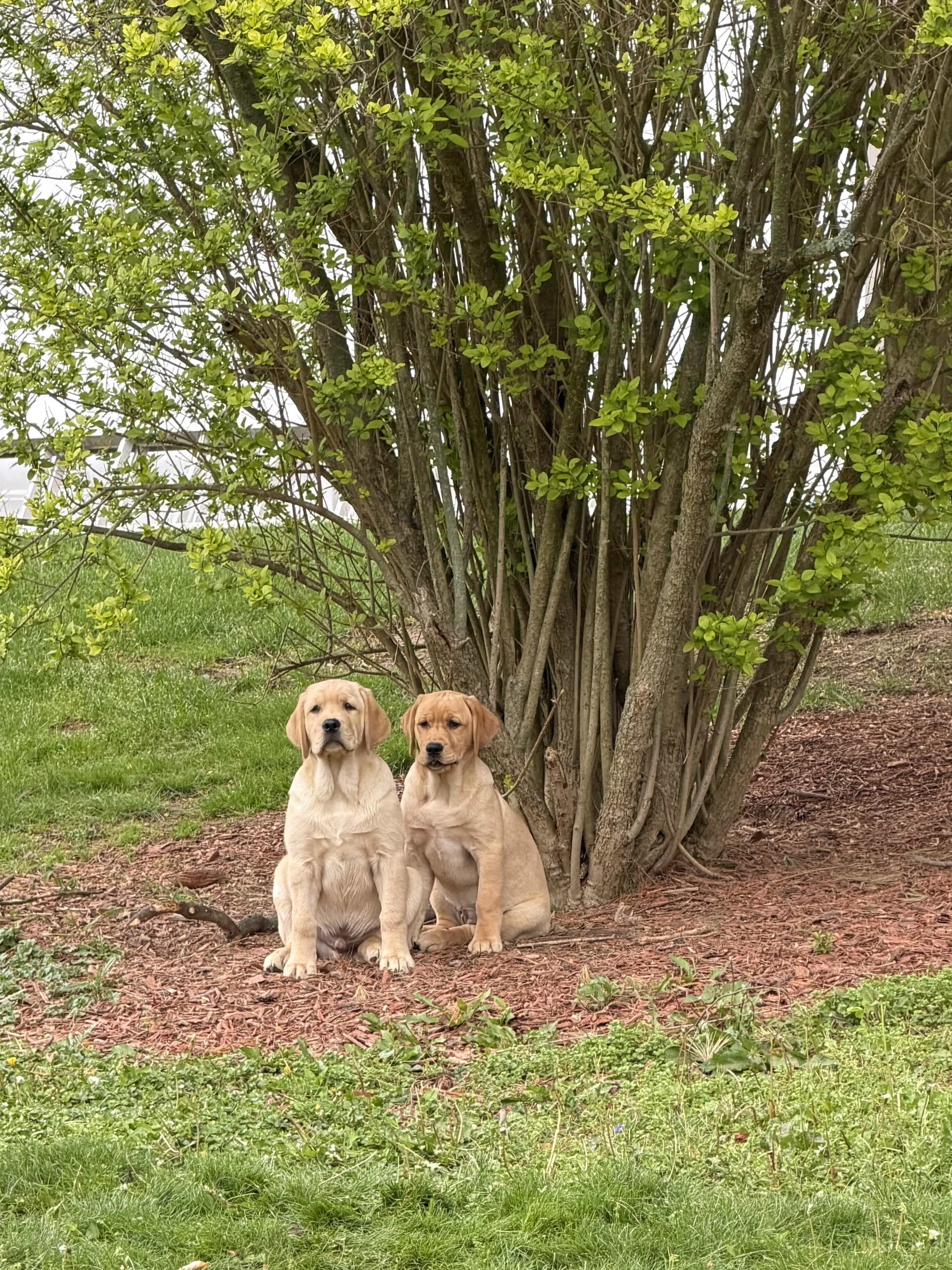 Labrador retriever puppies image 1