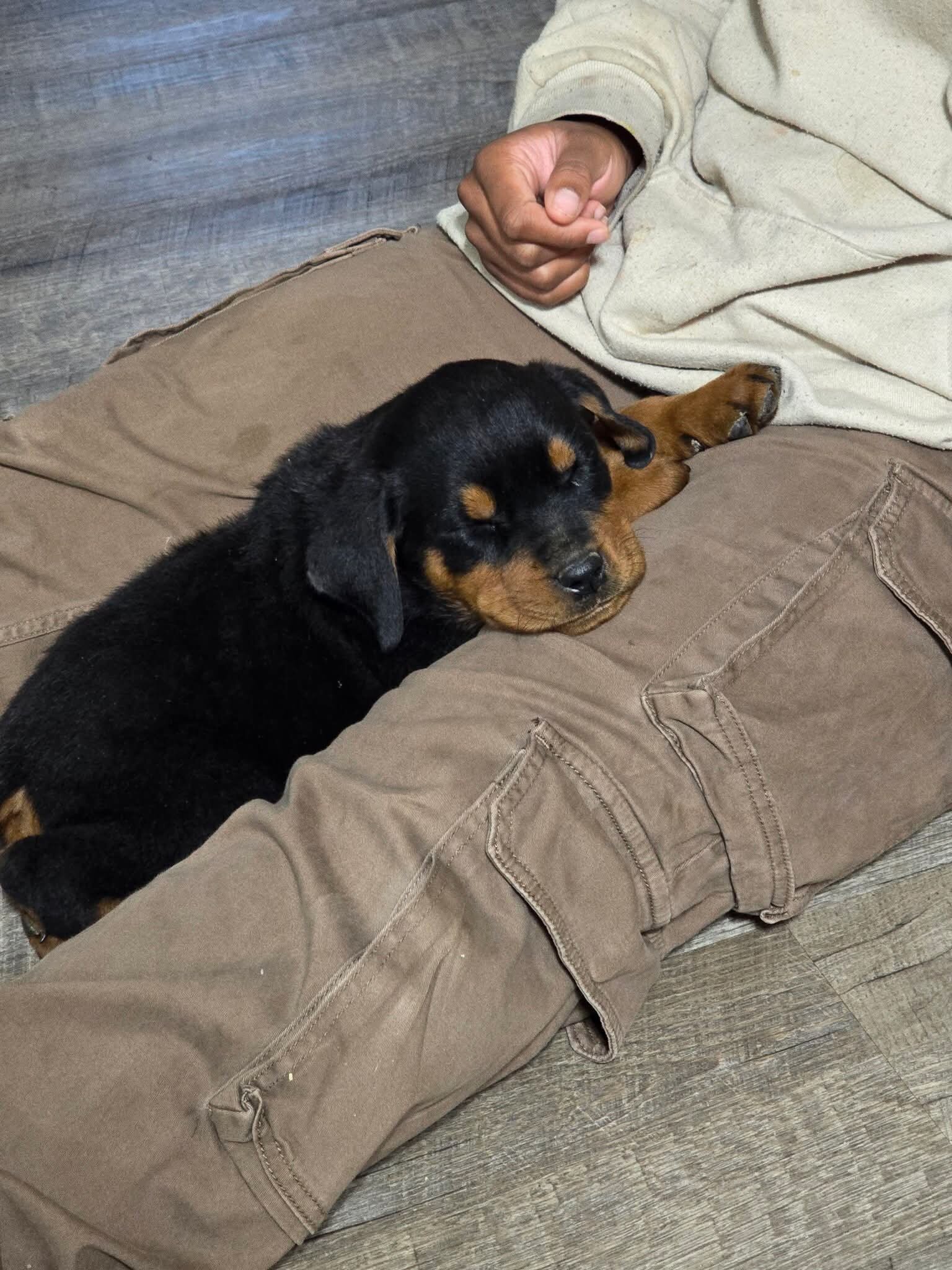 Rottweilers for sale image 5