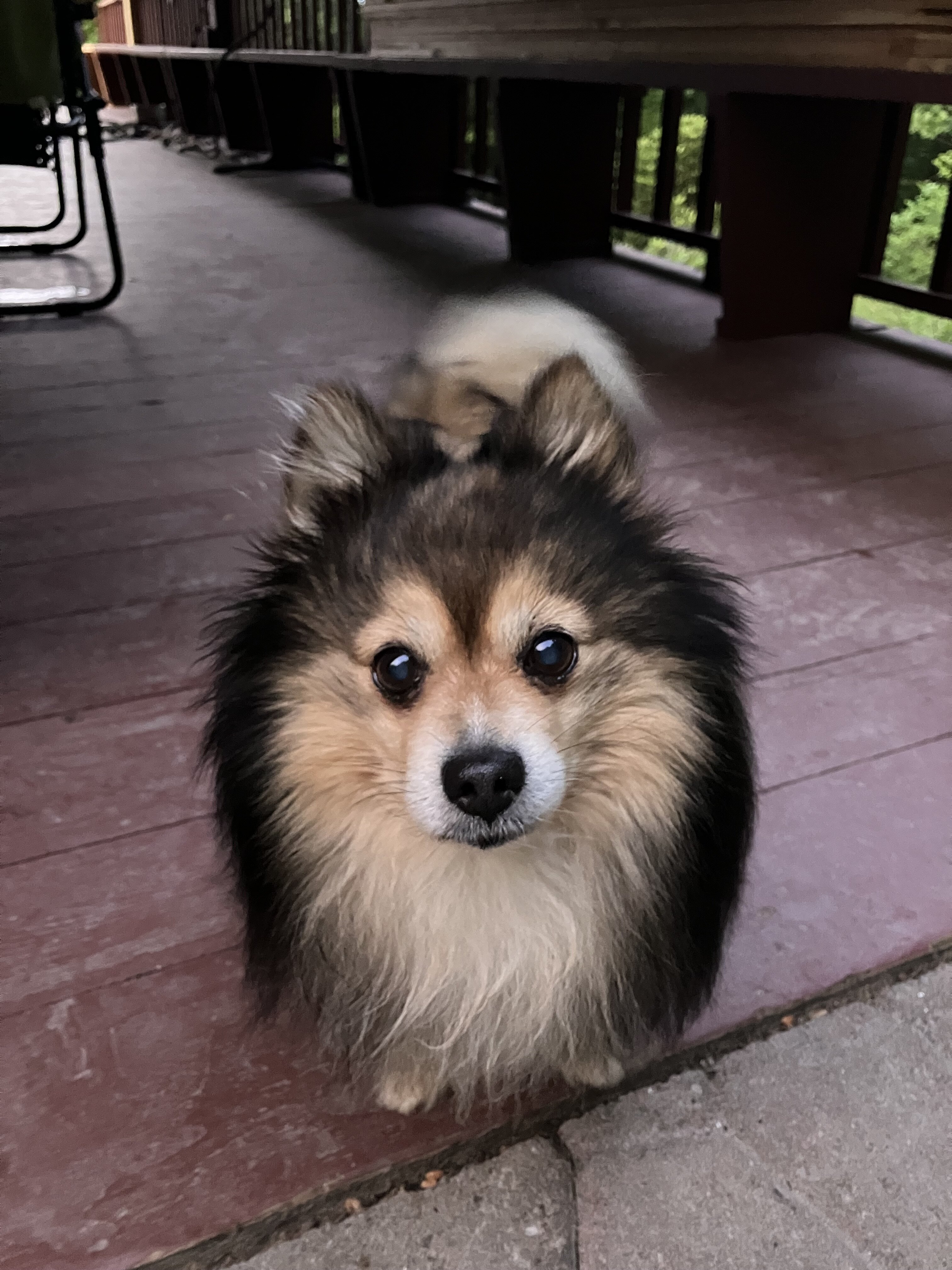 Pomeranian, Free Stud Dog Service image 4
