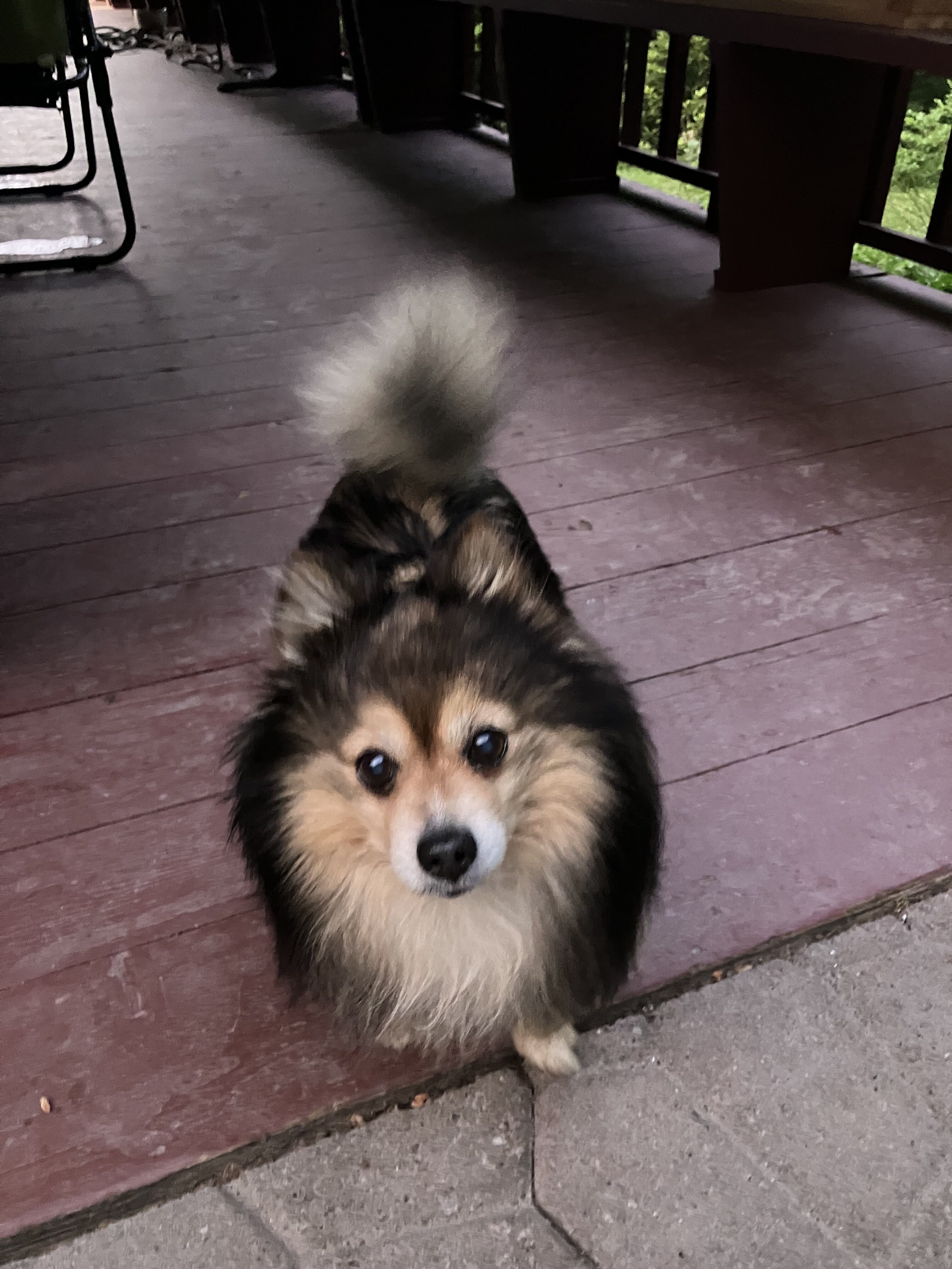 Pomeranian, Free Stud Dog Service image 5
