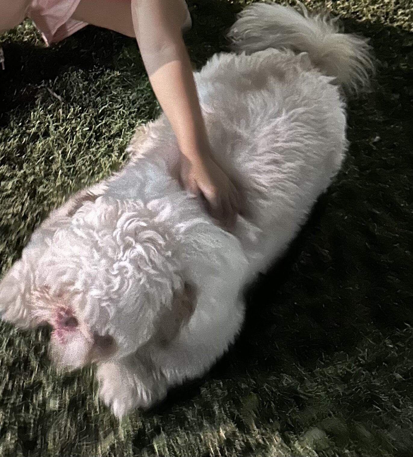 Puppy Shih Tzu image 2