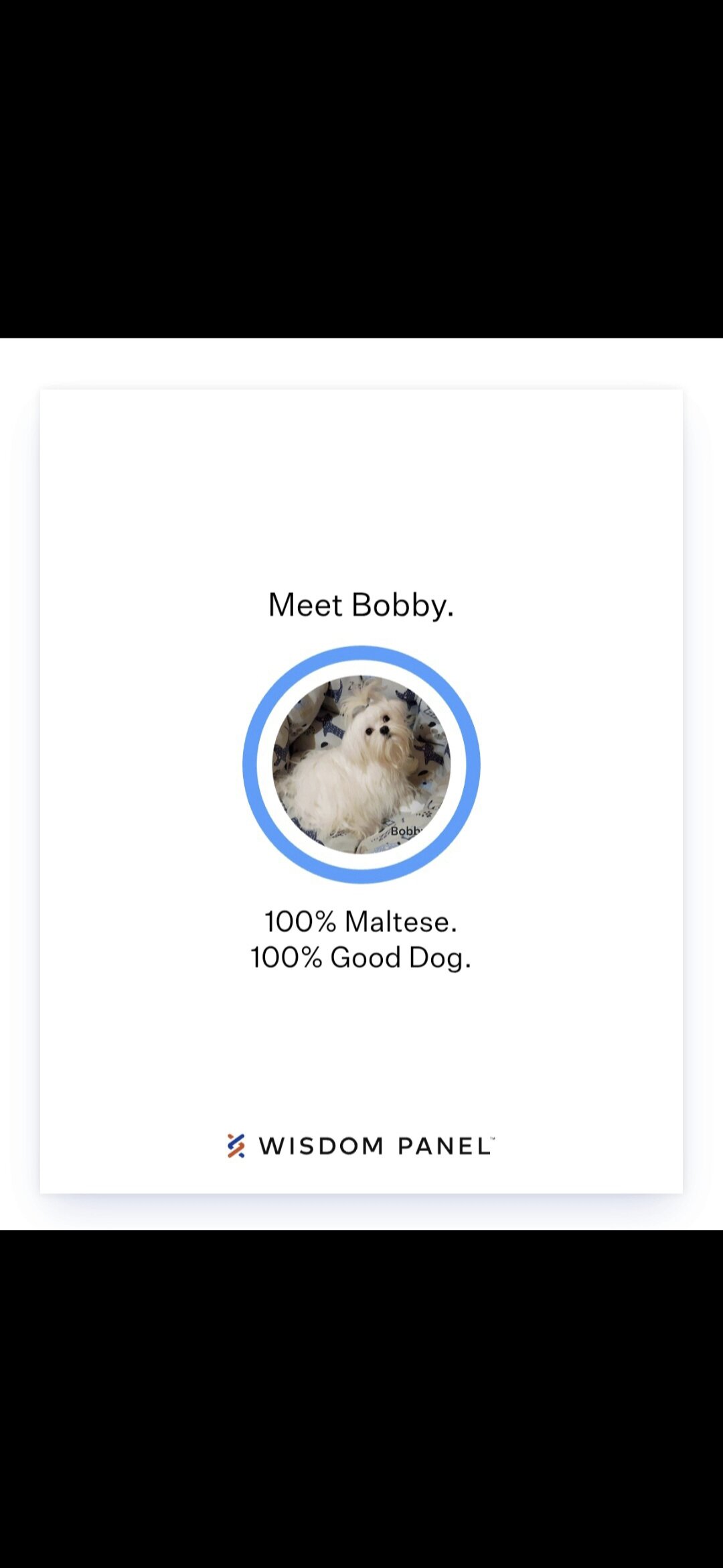 Maltipoo image 9