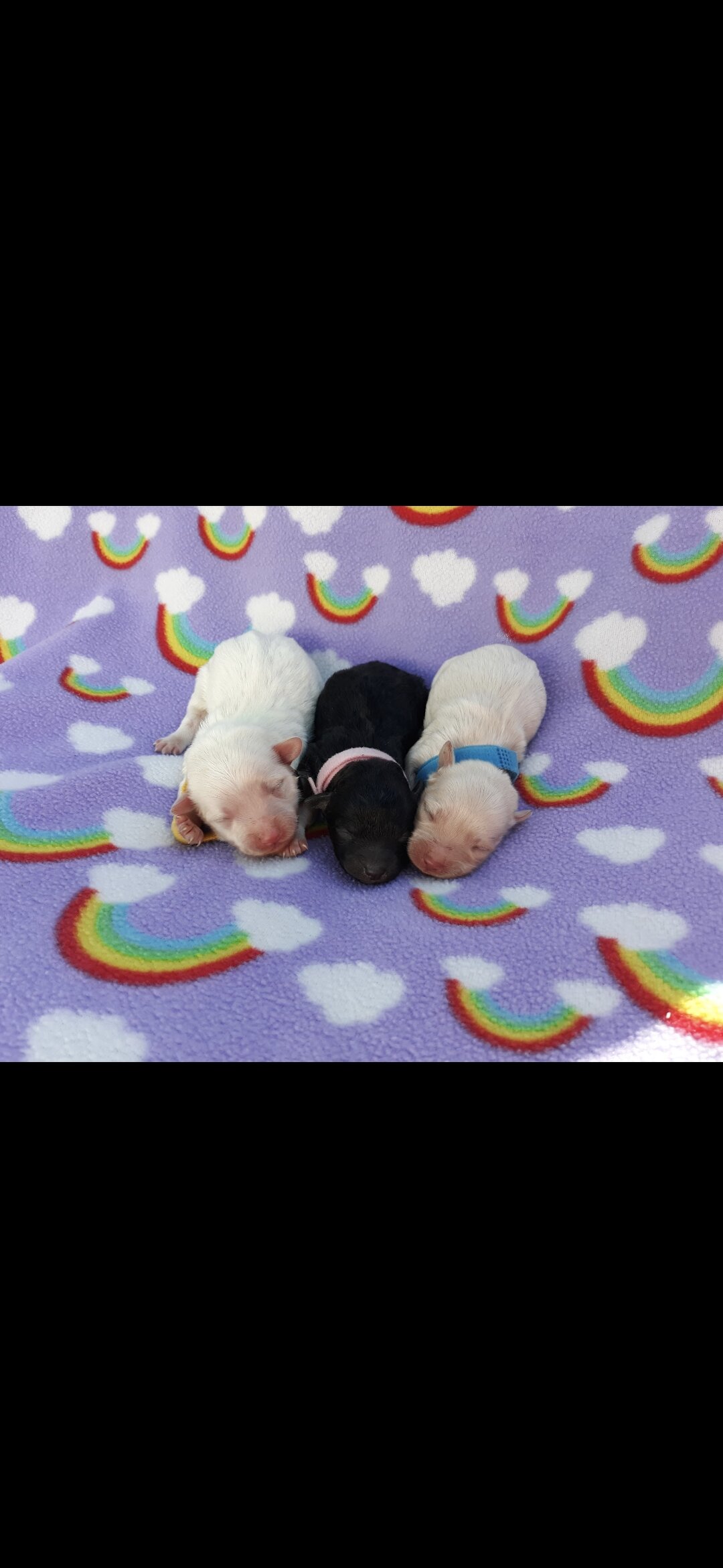 Maltipoo image 7