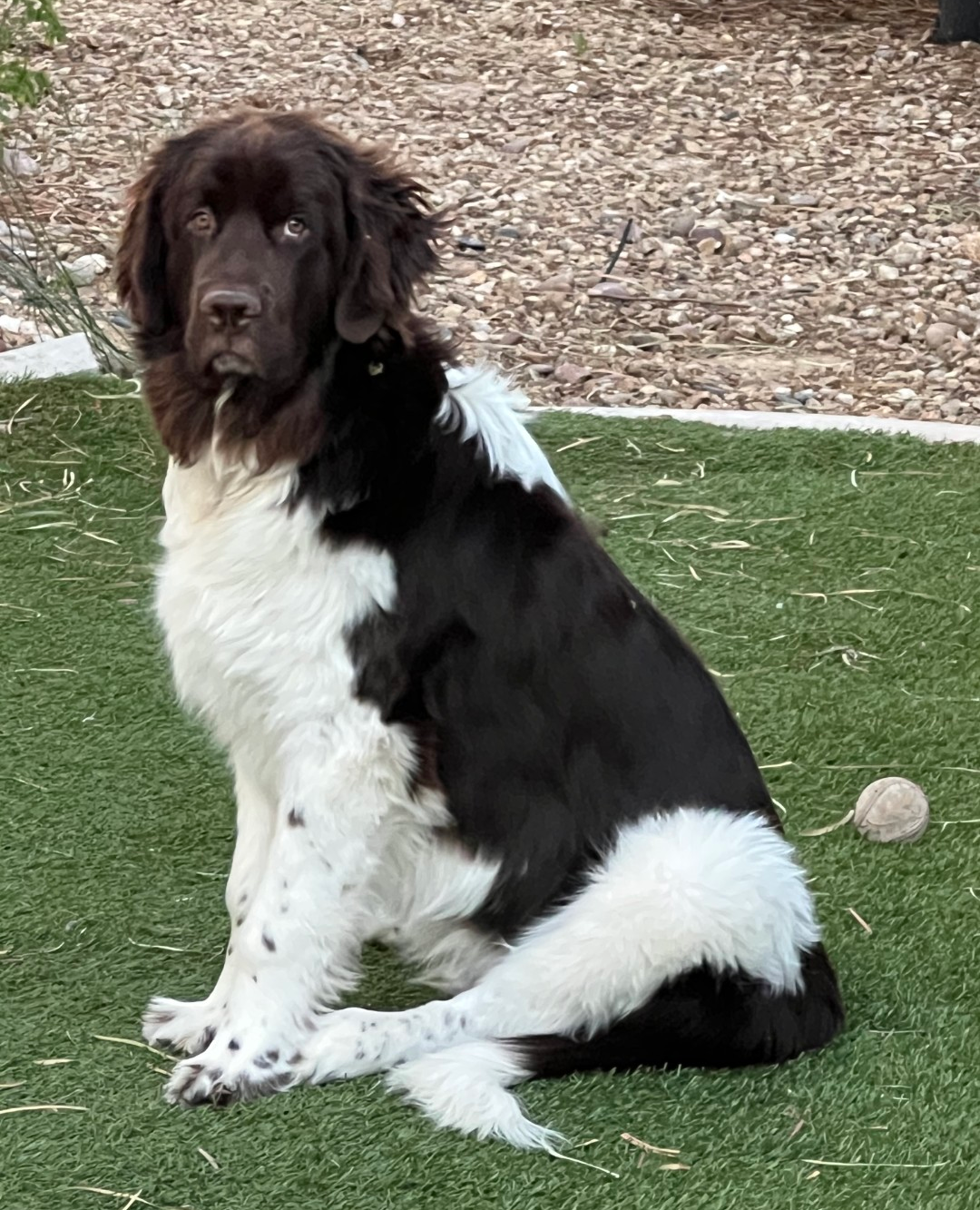 AKC Newfoundland Male Puppy image 1