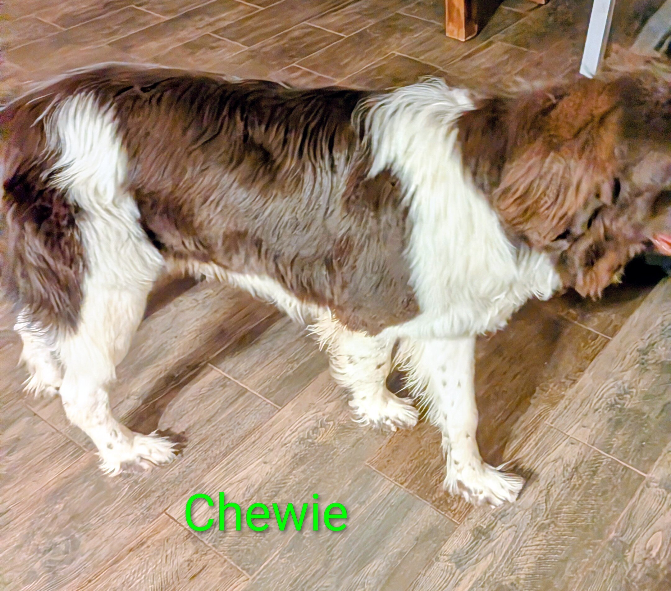 AKC Newfoundland Male Puppy image 9