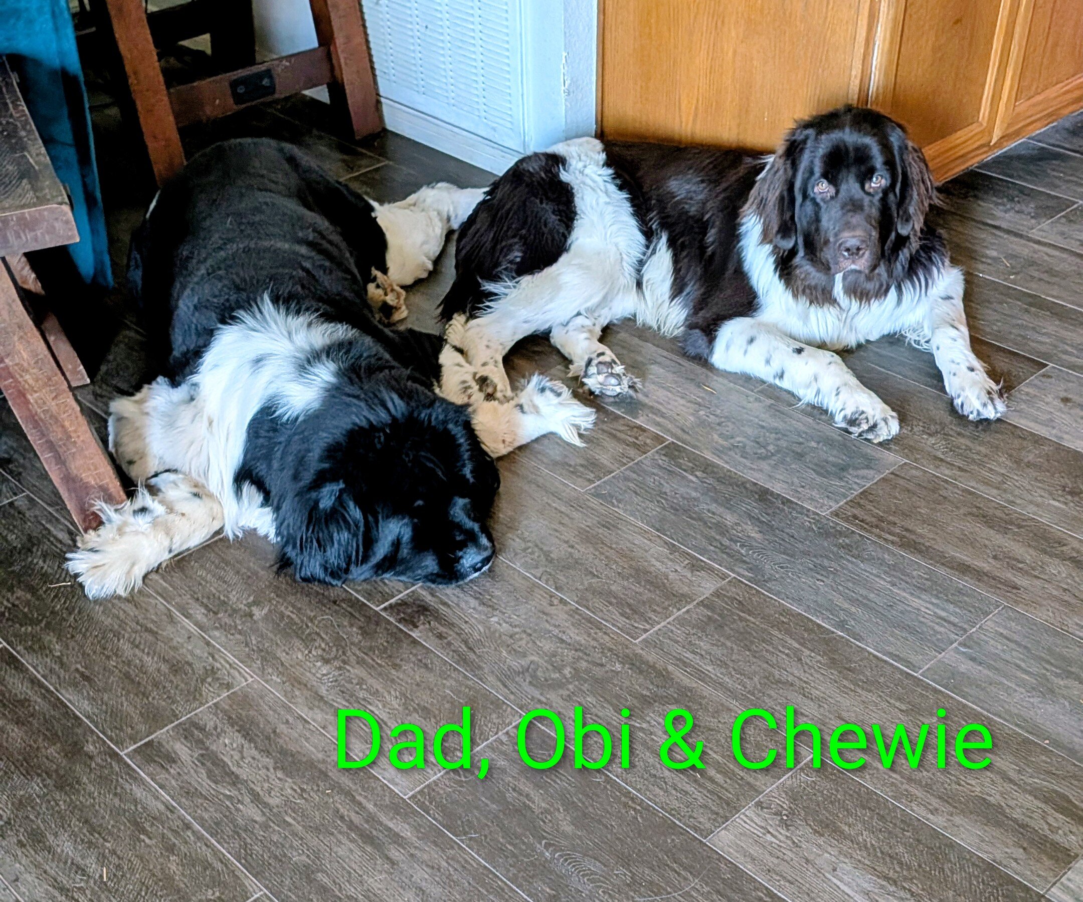 AKC Newfoundland Male Puppy image 6