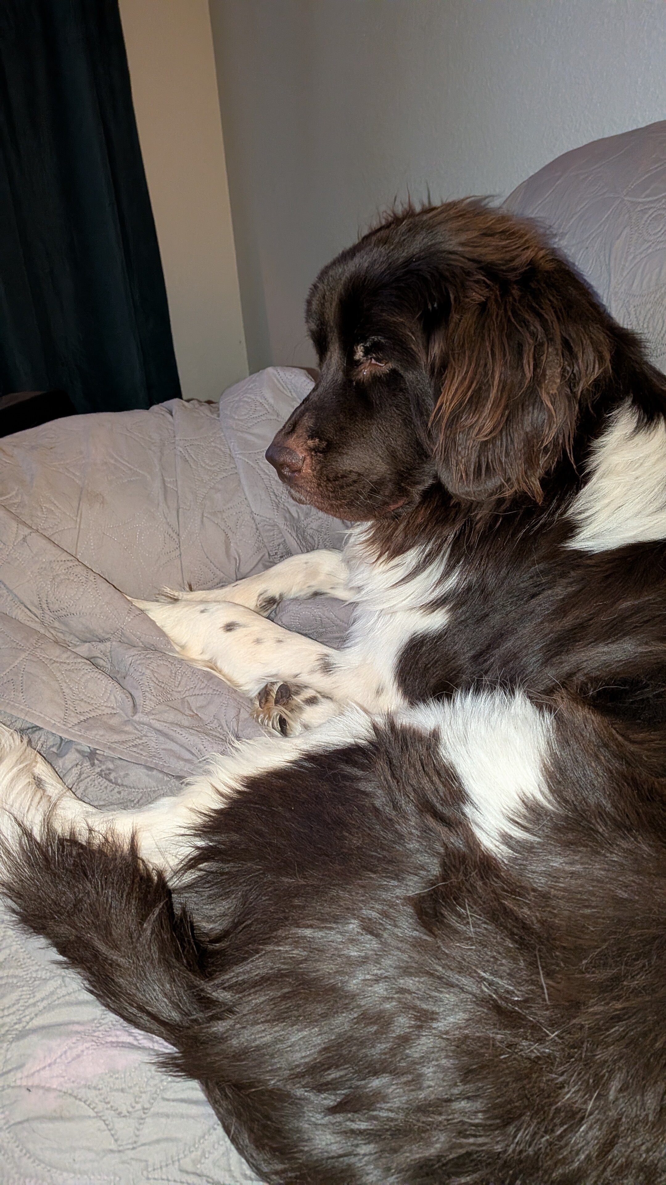 AKC Newfoundland Male Puppy image 4