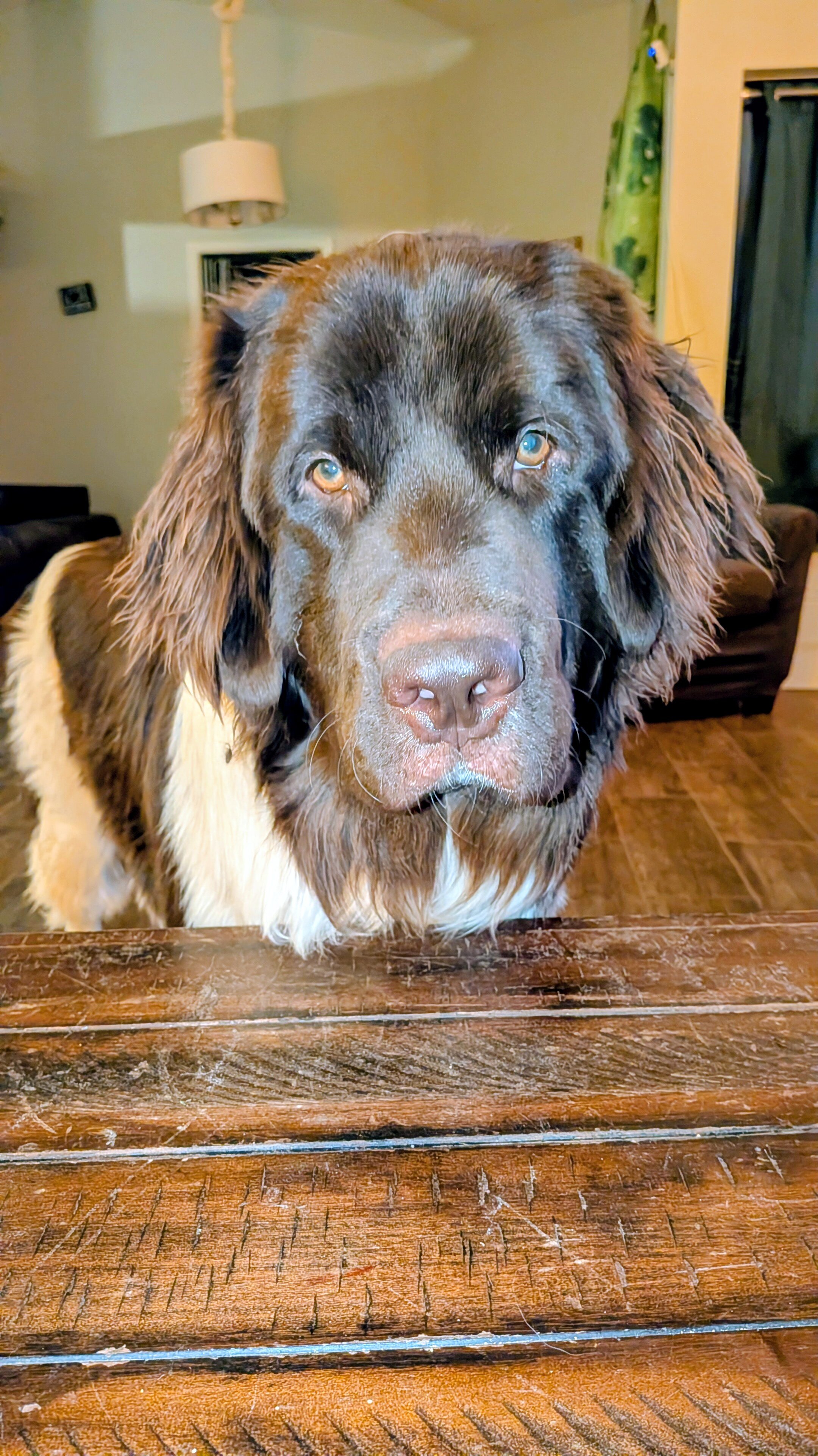 AKC Newfoundland Male Puppy image 2