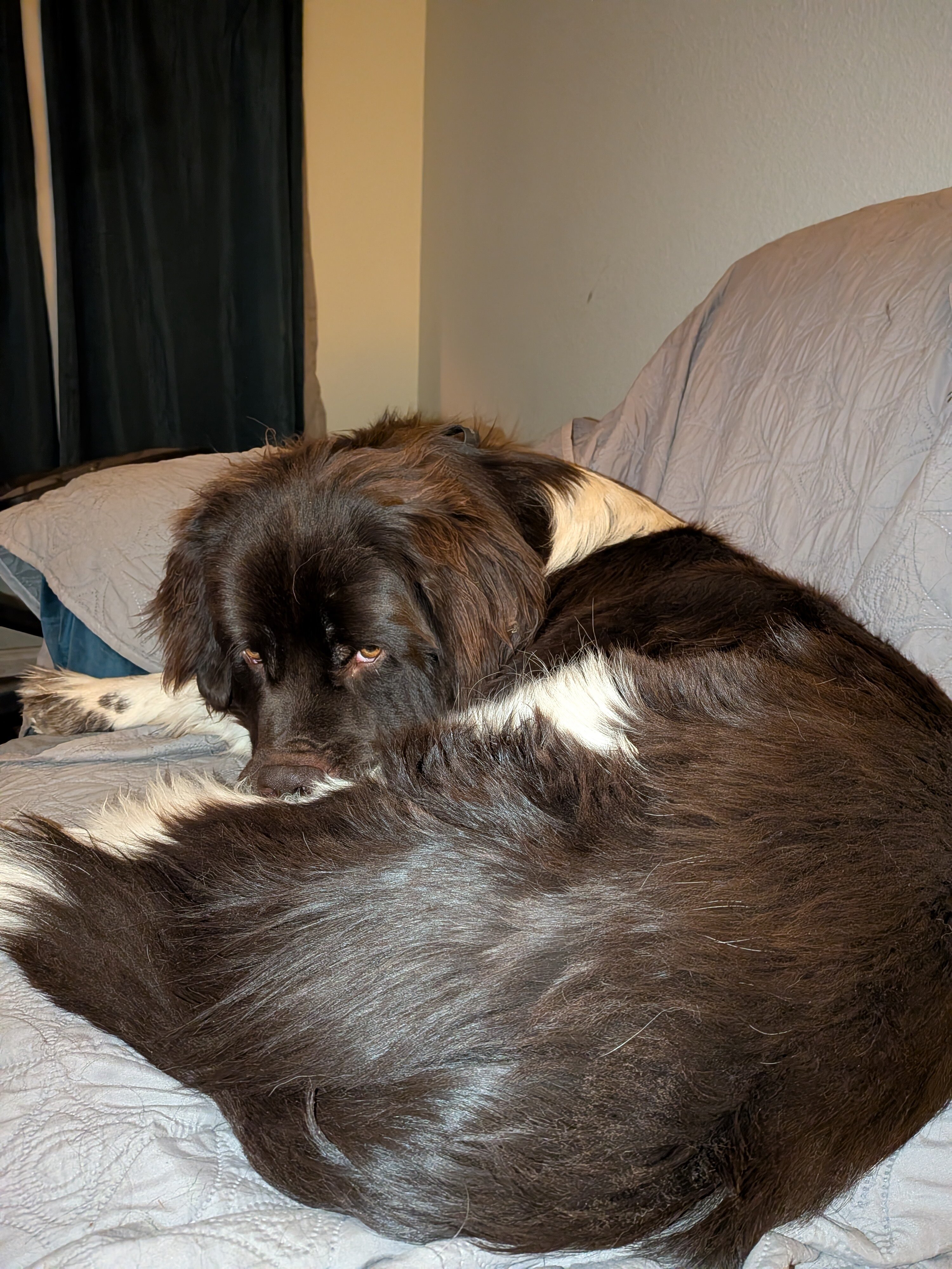 AKC Newfoundland Male Puppy image 8