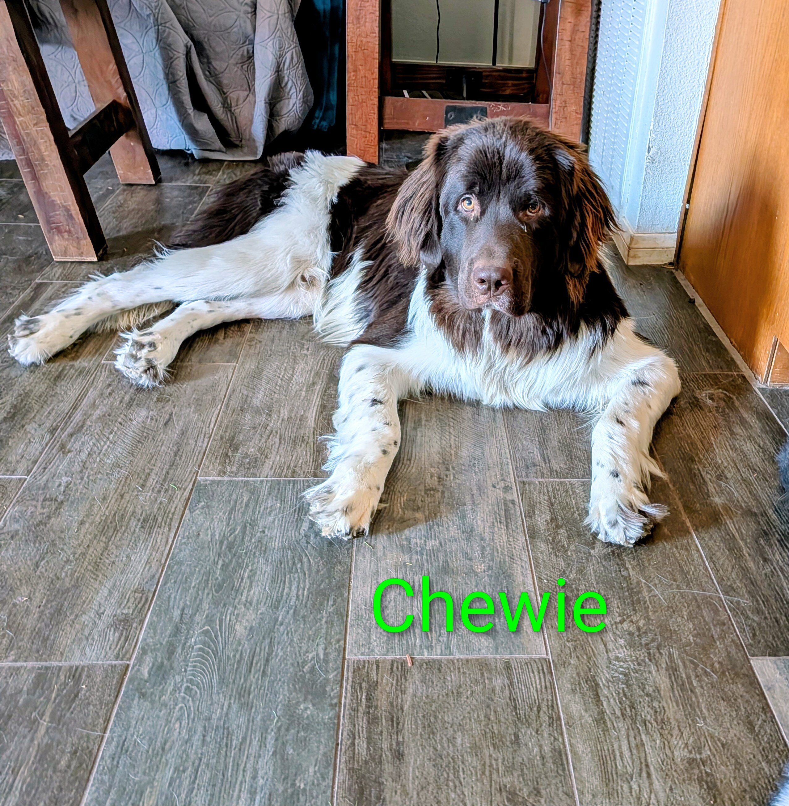 AKC Newfoundland Male Puppy image 7