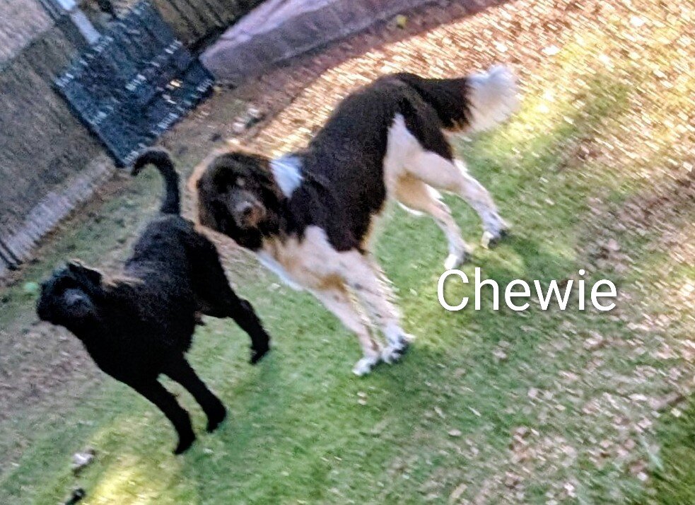 AKC Newfoundland Male Puppy image 10
