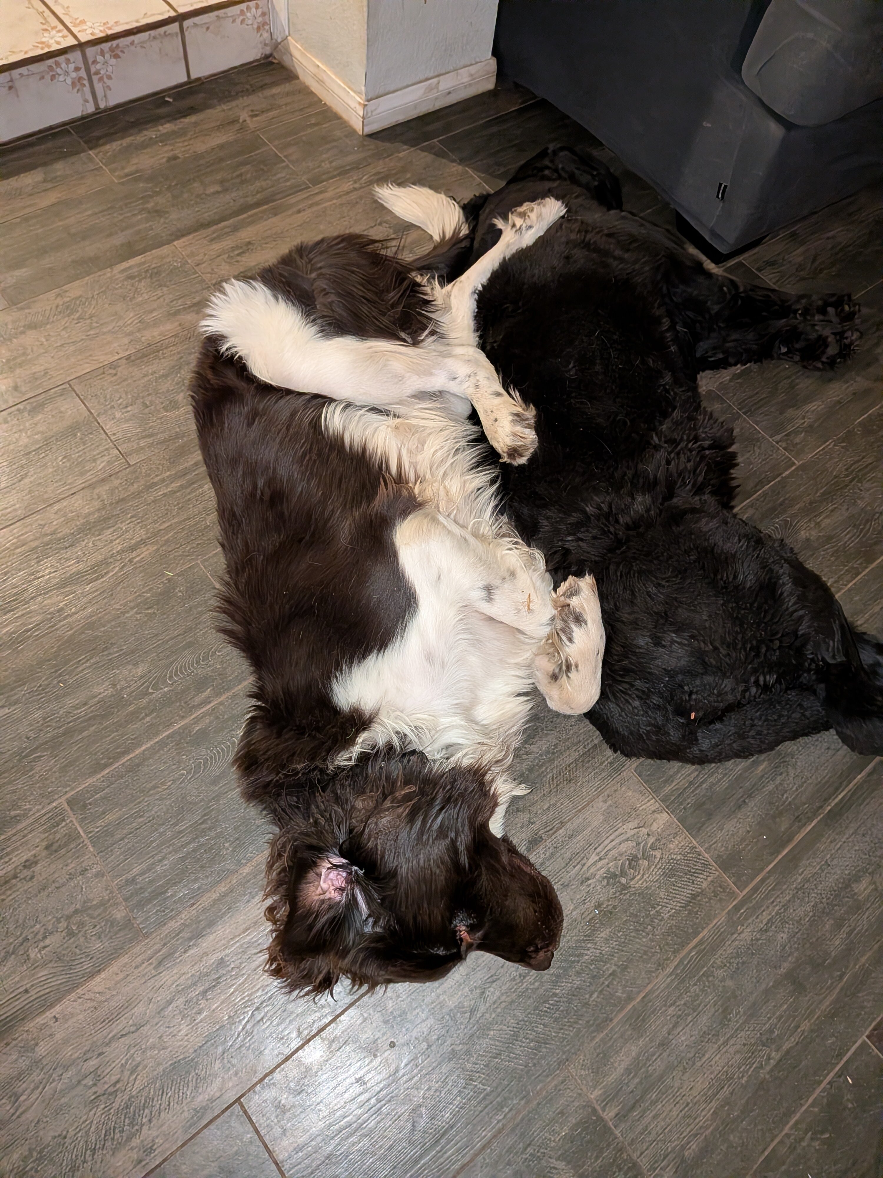 AKC Newfoundland Male Puppy image 3