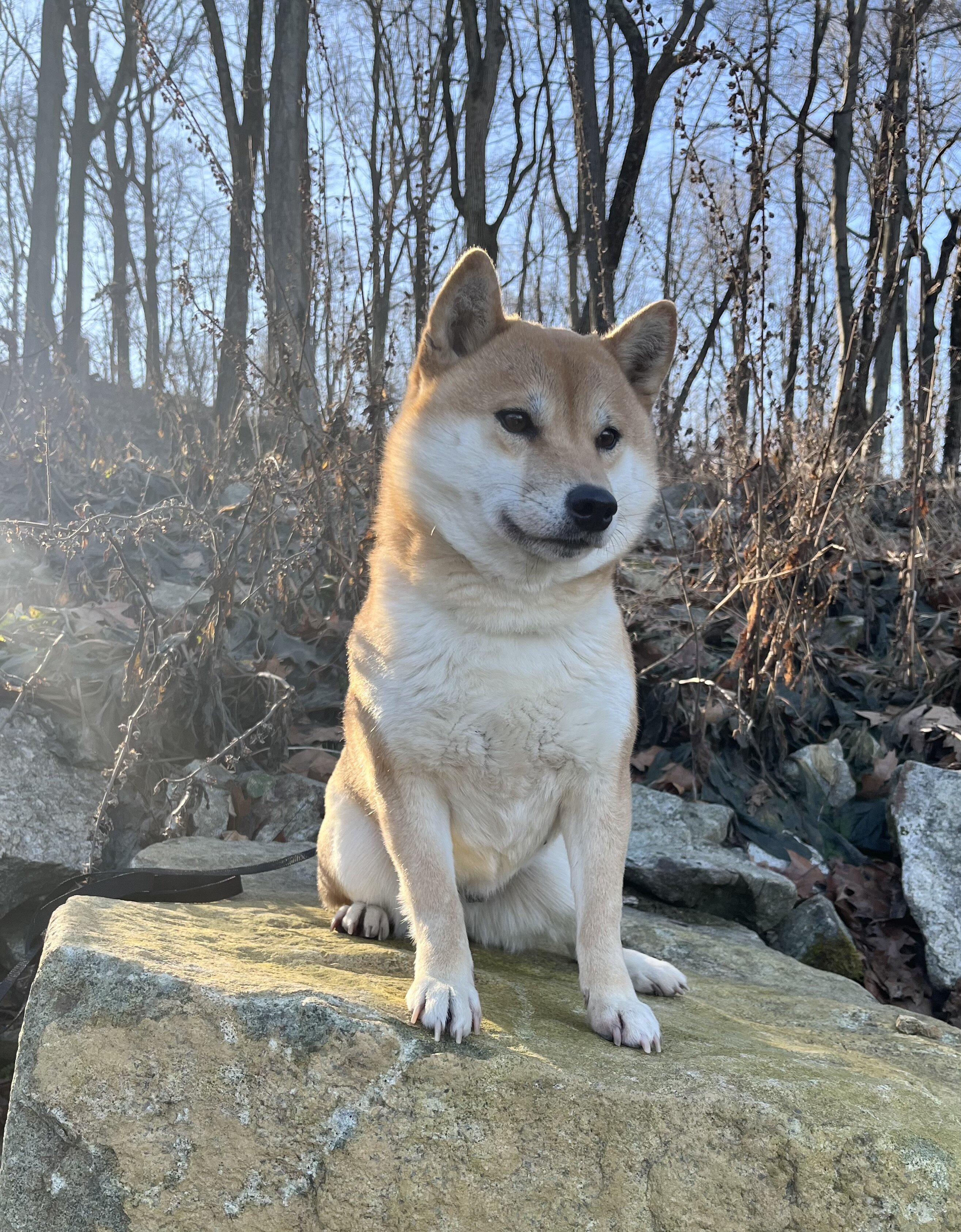 SHIBA ADULT image 1