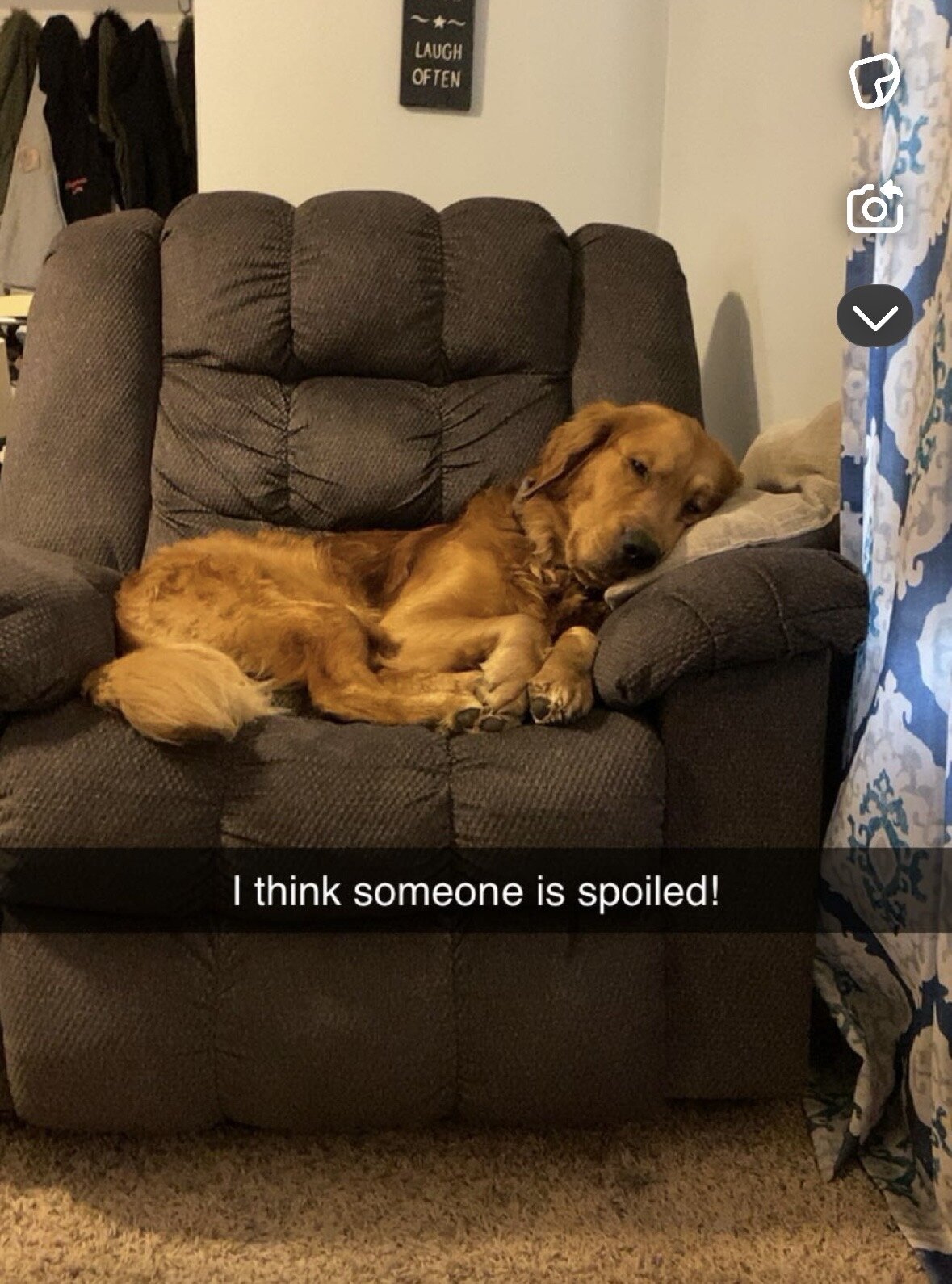 Golden Retriever image 1