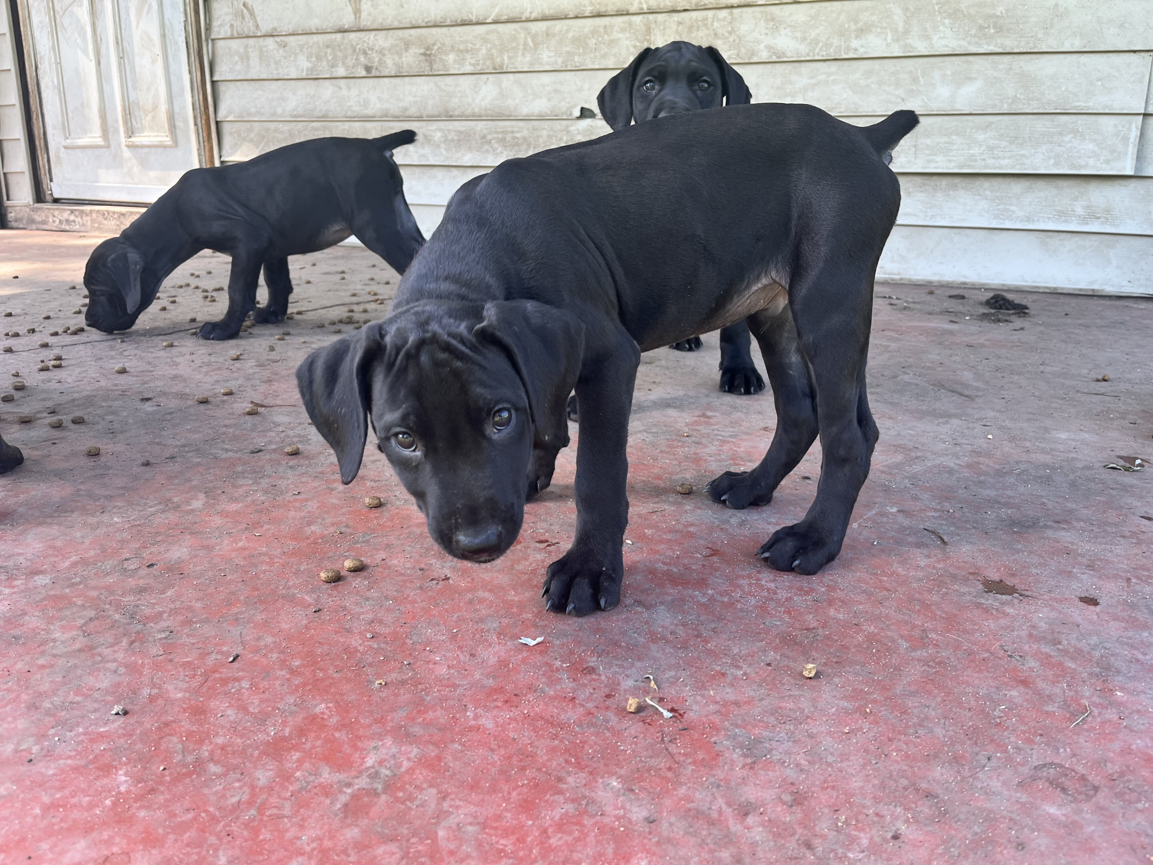 Mastiff puppies image 5