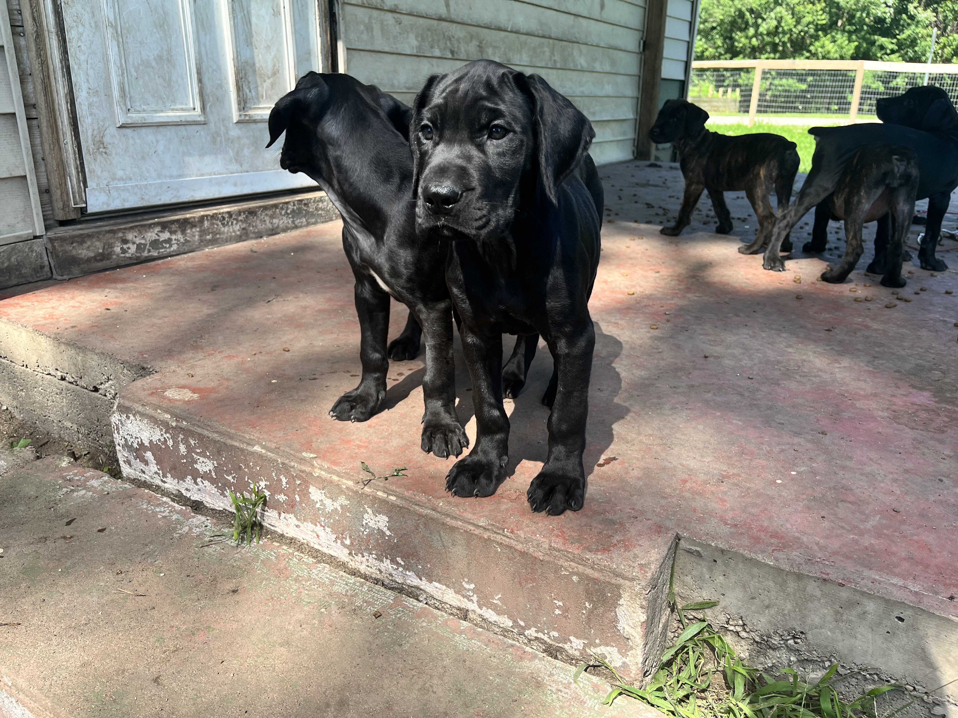 Mastiff puppies image 3