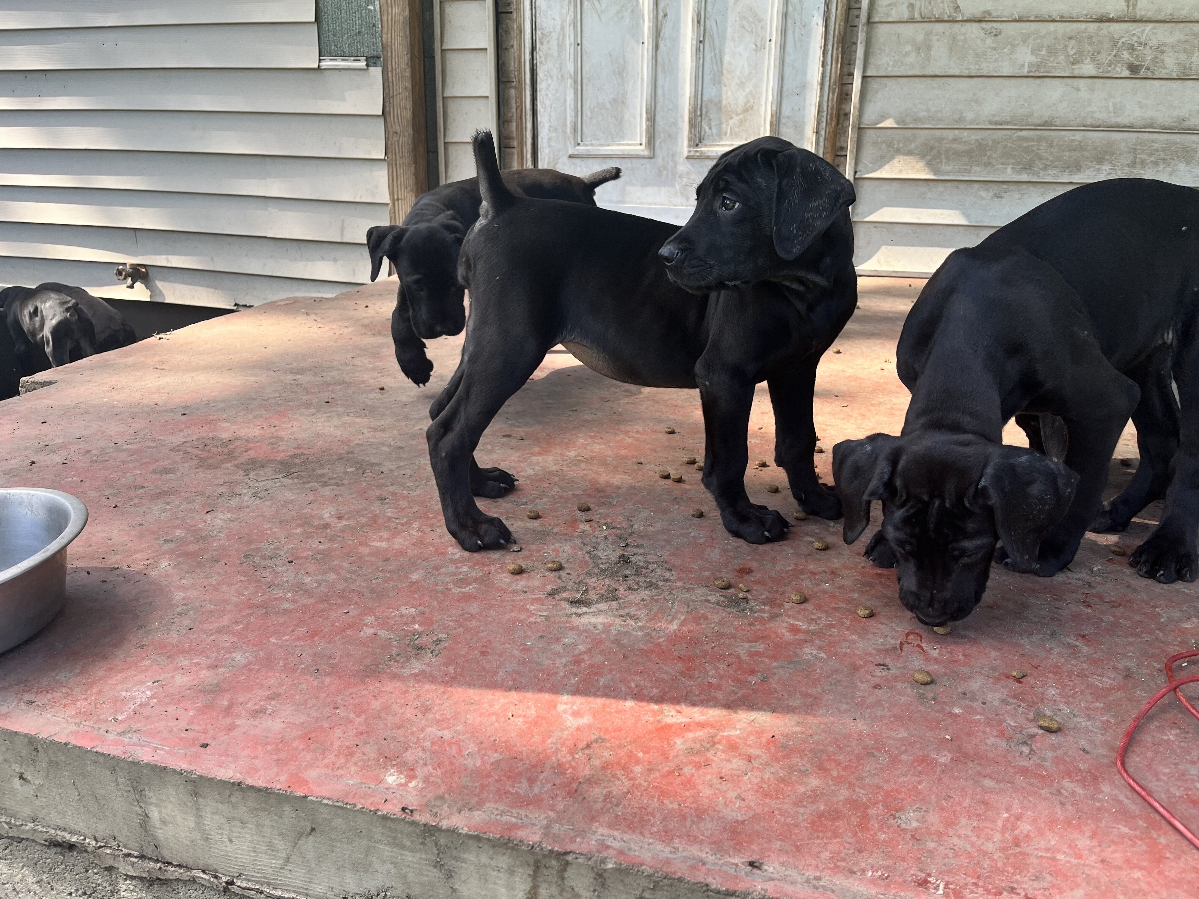 Mastiff puppies image 4
