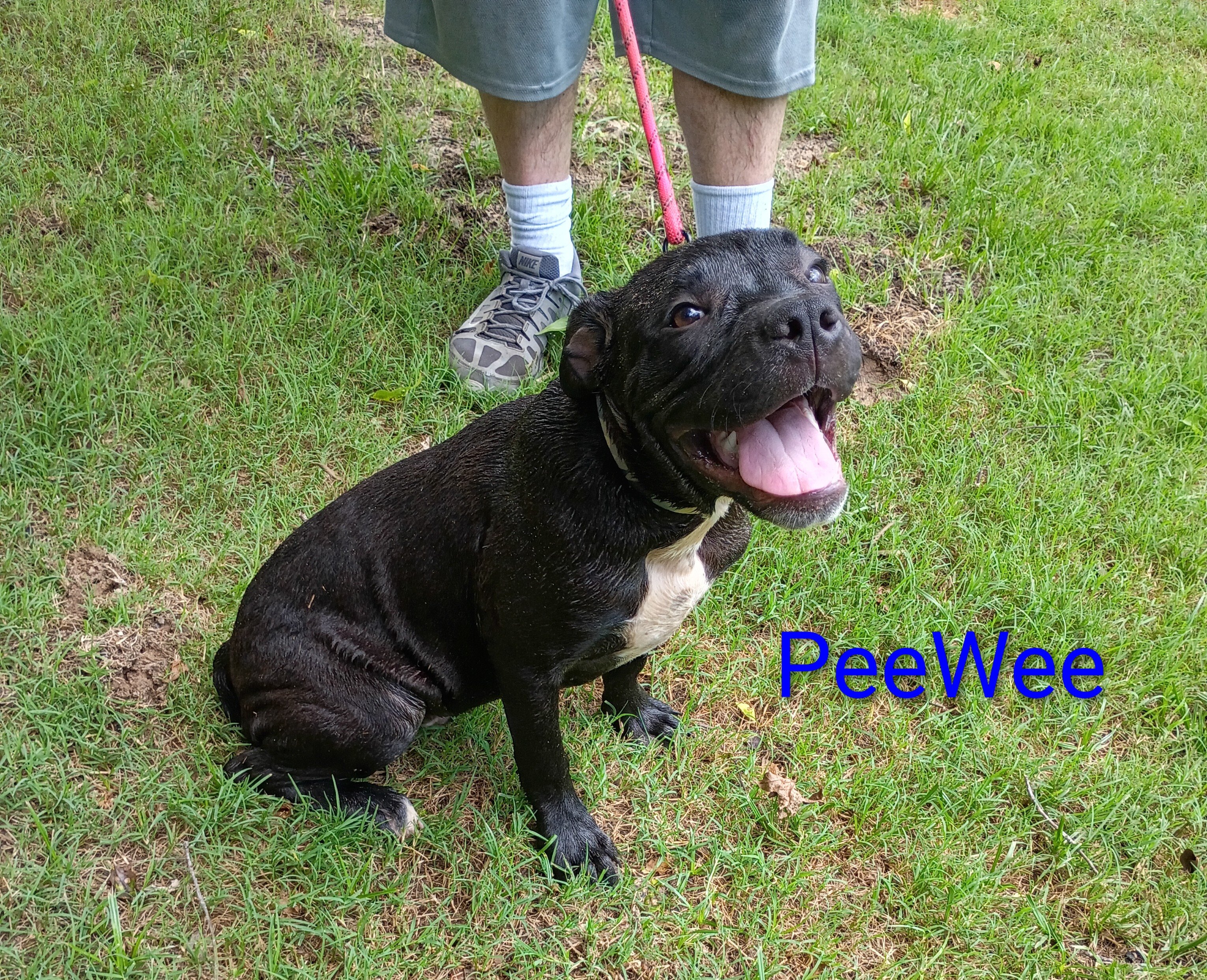 American Bully Puppies For Sale image 7