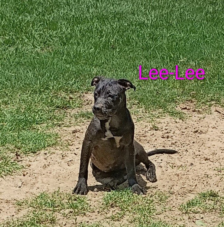 American Bully Puppies For Sale image 6