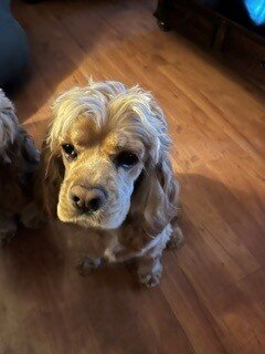 2 male Cocker Spaniels for sale image 2
