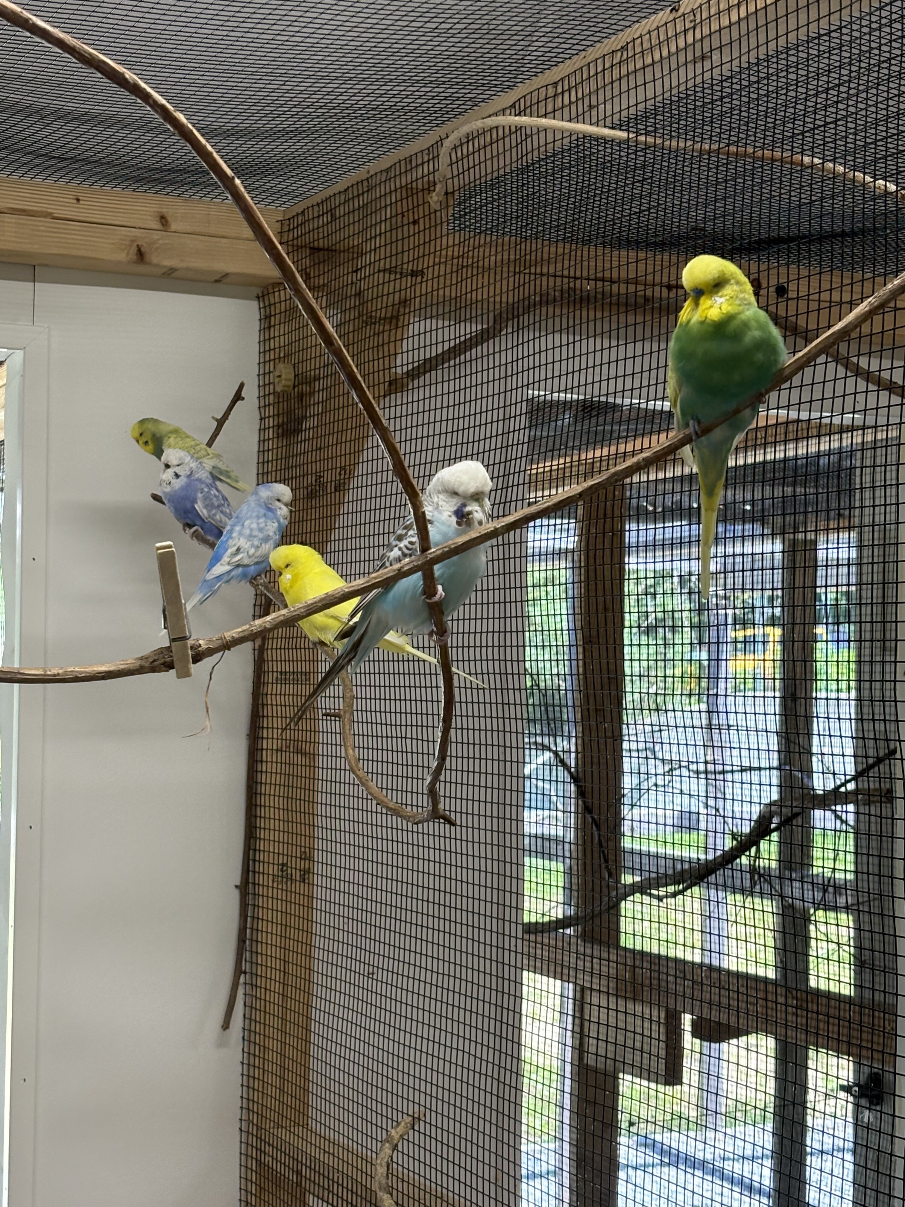 English Budgies image 2