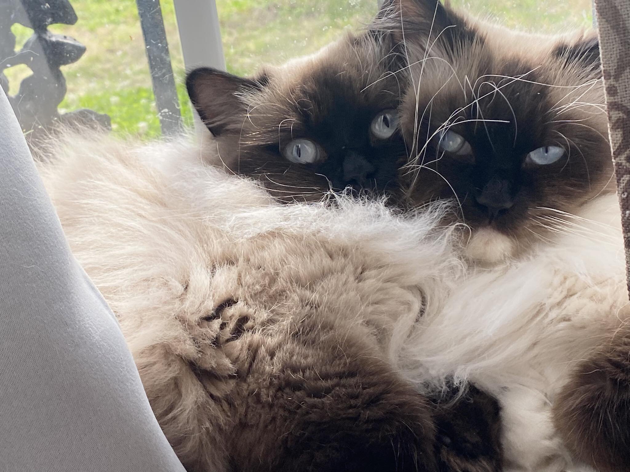 TICA RAGDOLLS KITTENS image 3