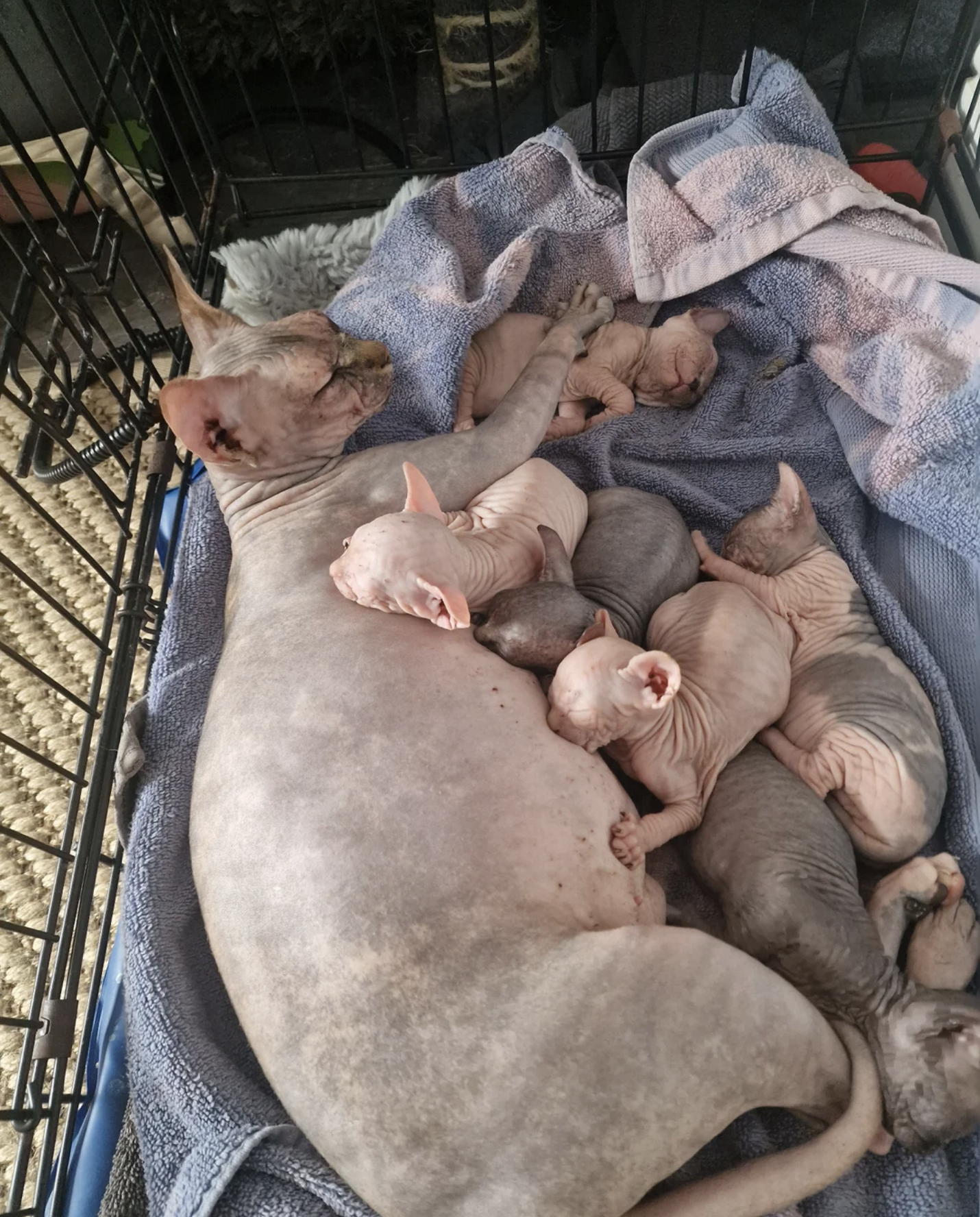 SPHYNX KITTENS image 1