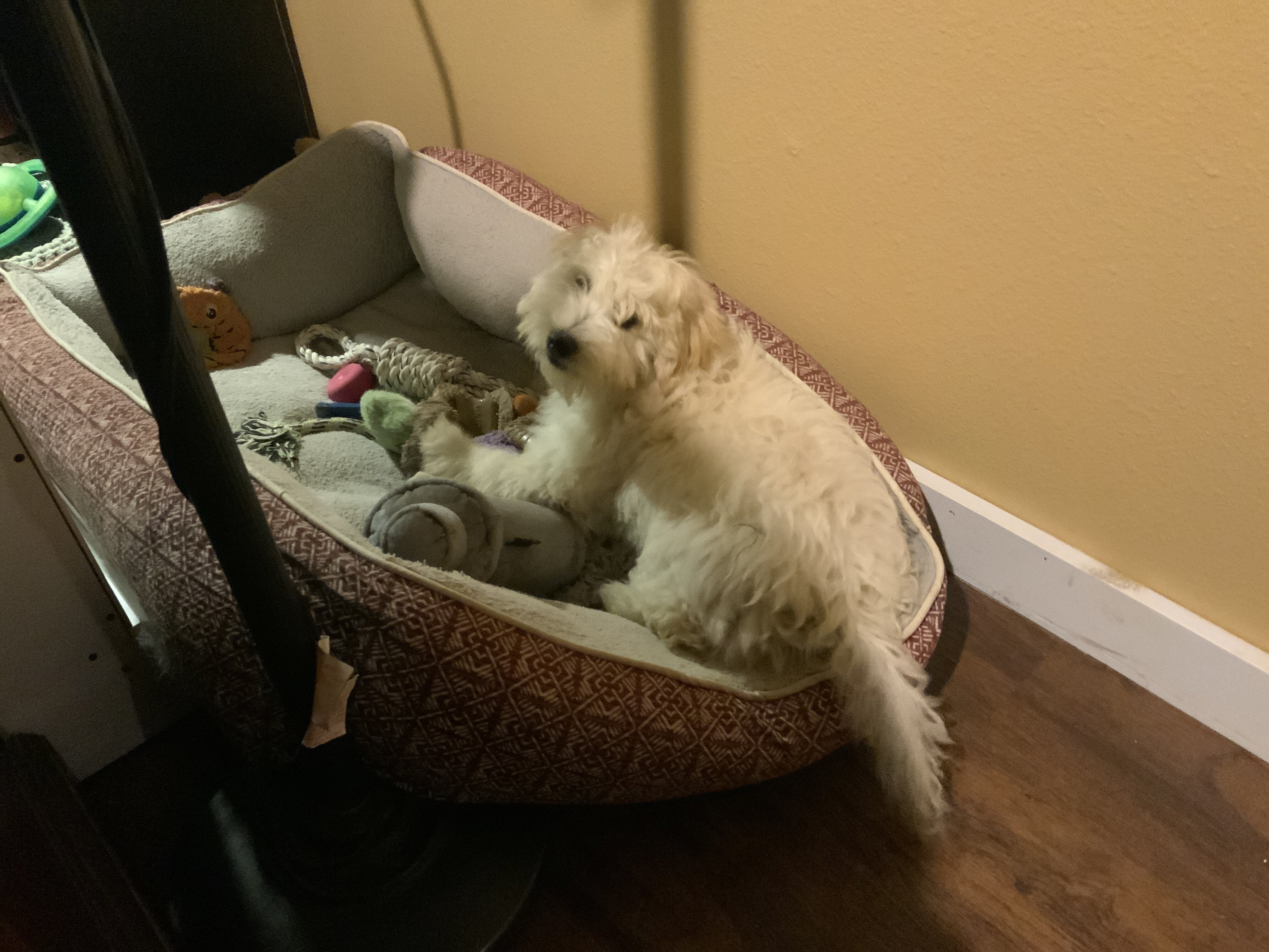 Coton de Tulear/Poodle puppies image 2